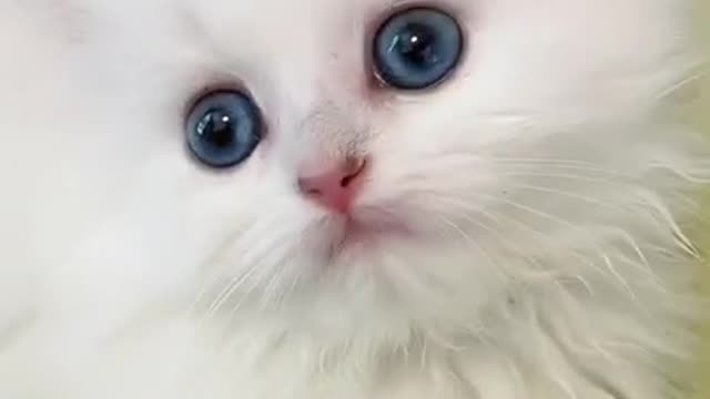 Try Not To Laugh Challenge - Funny Cat