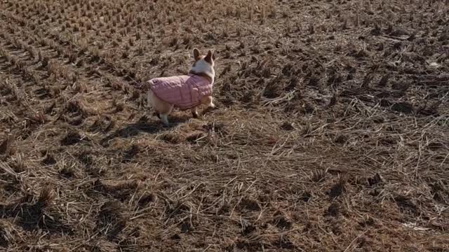 Welsh corgi hunting wild geese