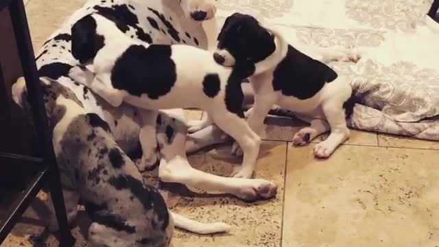 Blue Great Dane Dog Funny Videos 148 - The Great Dane Puppies Video - Great Dane Compilation