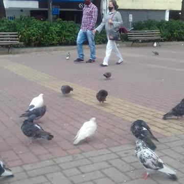 alimalimentando os pombos na praça pt9