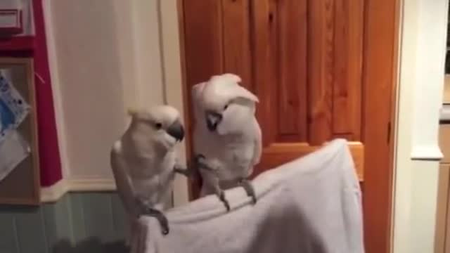 parrot dancing to music