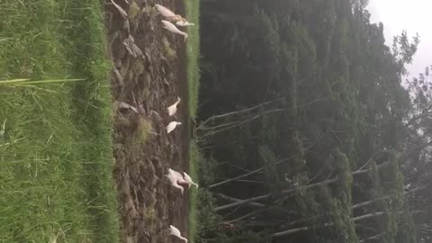 Ricefield and Herons