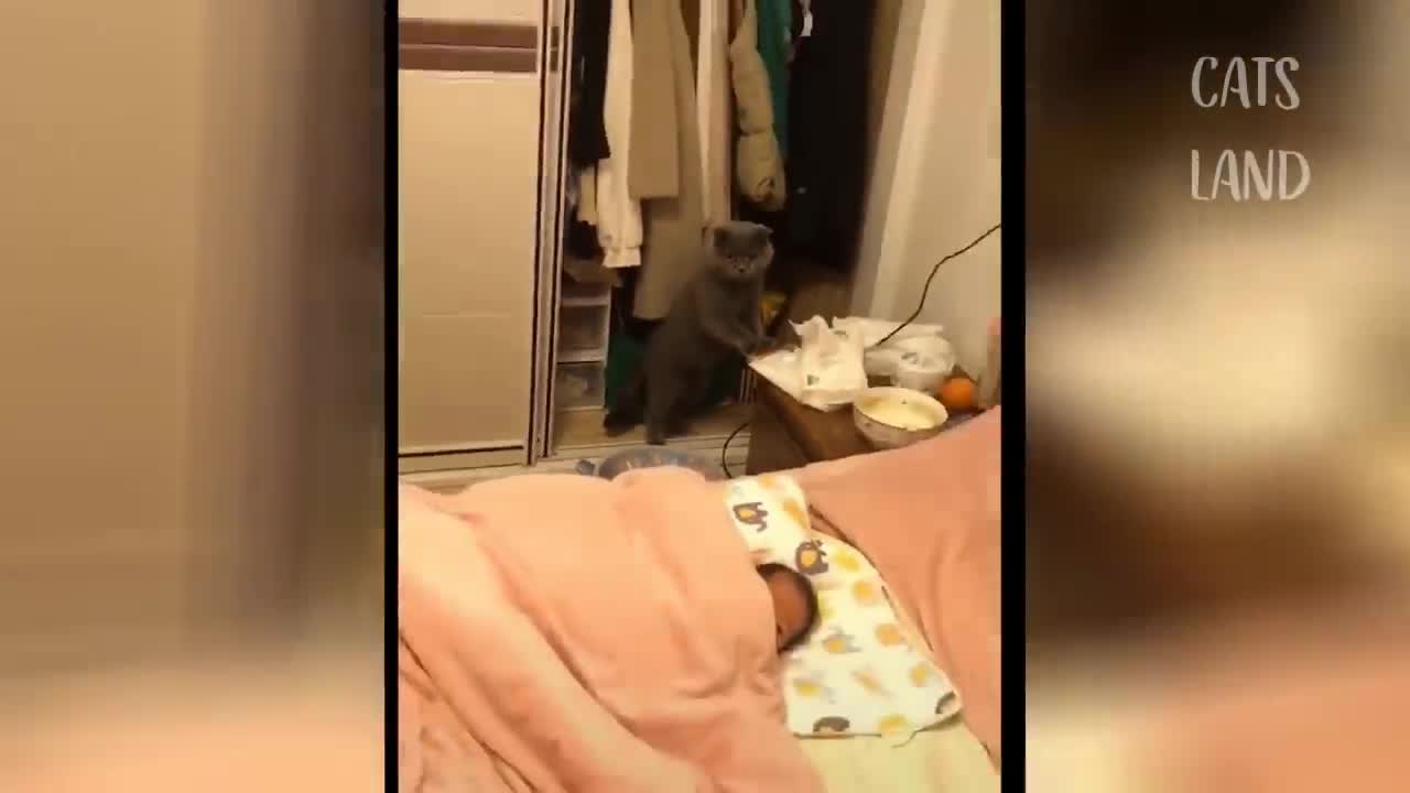 OMG Cat funny video