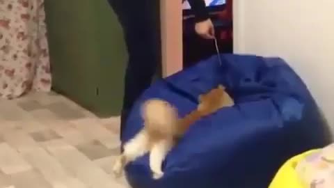 funny cat jump