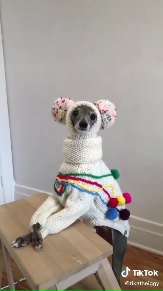 FUNNY ANIMAL VIDEOS - FUNNY TIK TOK VIDEOS