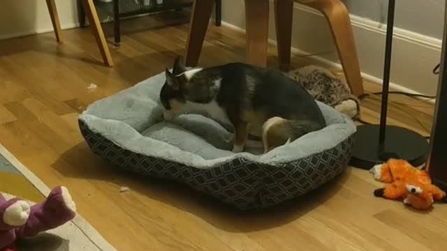 Brown black white dog keeps steeping on grey dog bed