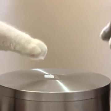 Let's dance - cat dancing