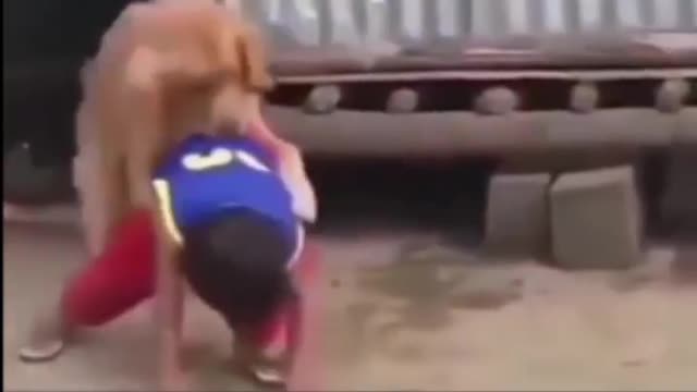 Stupid Boy Playing with Dog