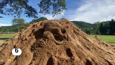 Baby Elephants are Playing