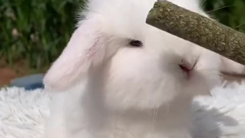 Bunny eating Timothy hey 🌾🌾🌾🐰🐇