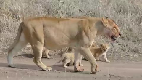 Beutyfull Lion Cubs Cross the Roadside.. Mother Lion Full Carefully Cross The Road..