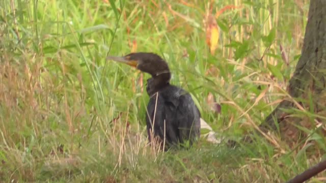 376 Toussaint Wildlife - Oak Harbor Ohio - Cormorant Rest On Shore