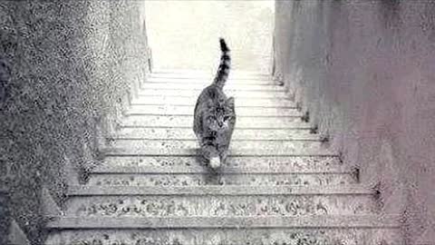 CAT IS GOING UP OR DOWN ??