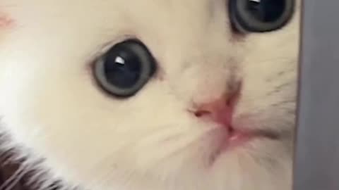 #cat