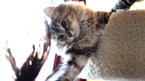 Leia Playing with Feather Toy