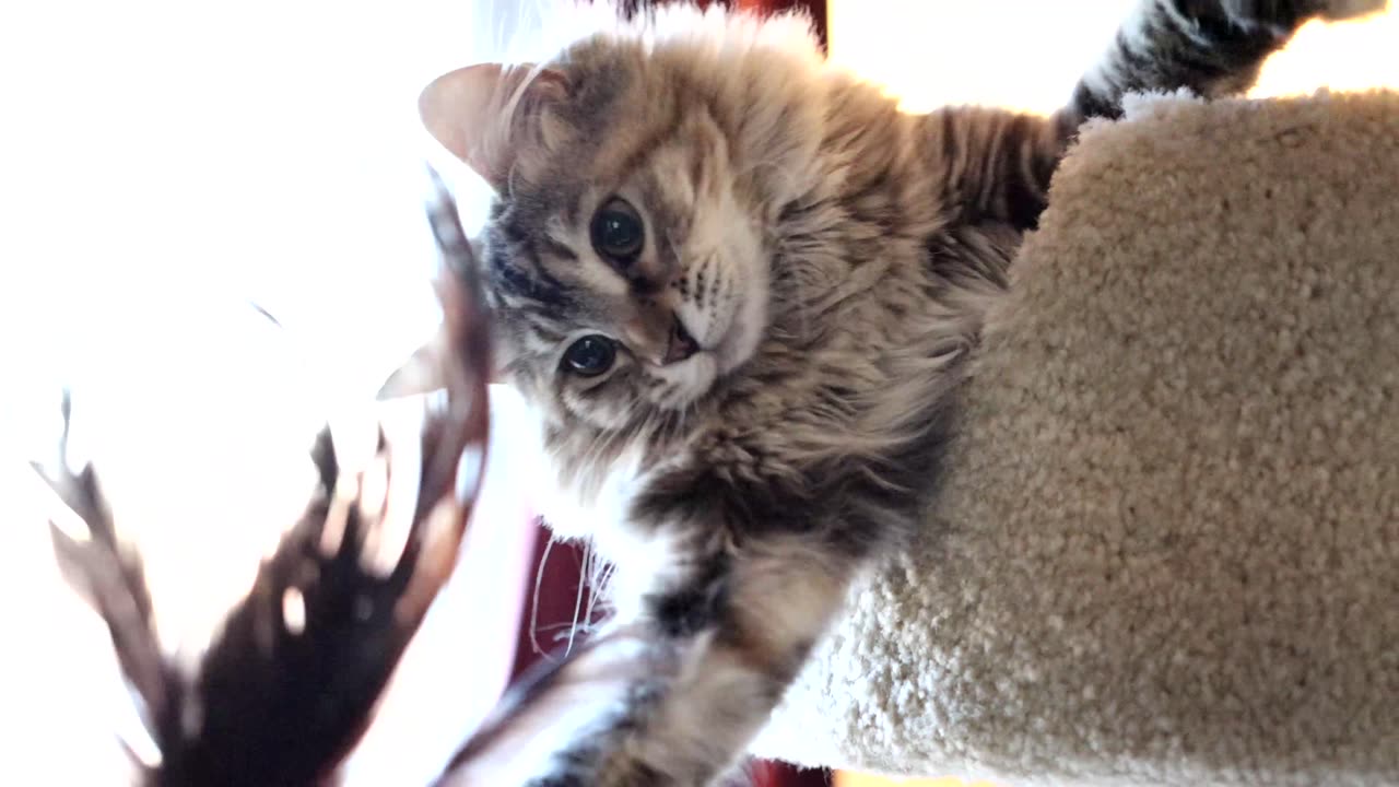 Leia Playing with Feather Toy