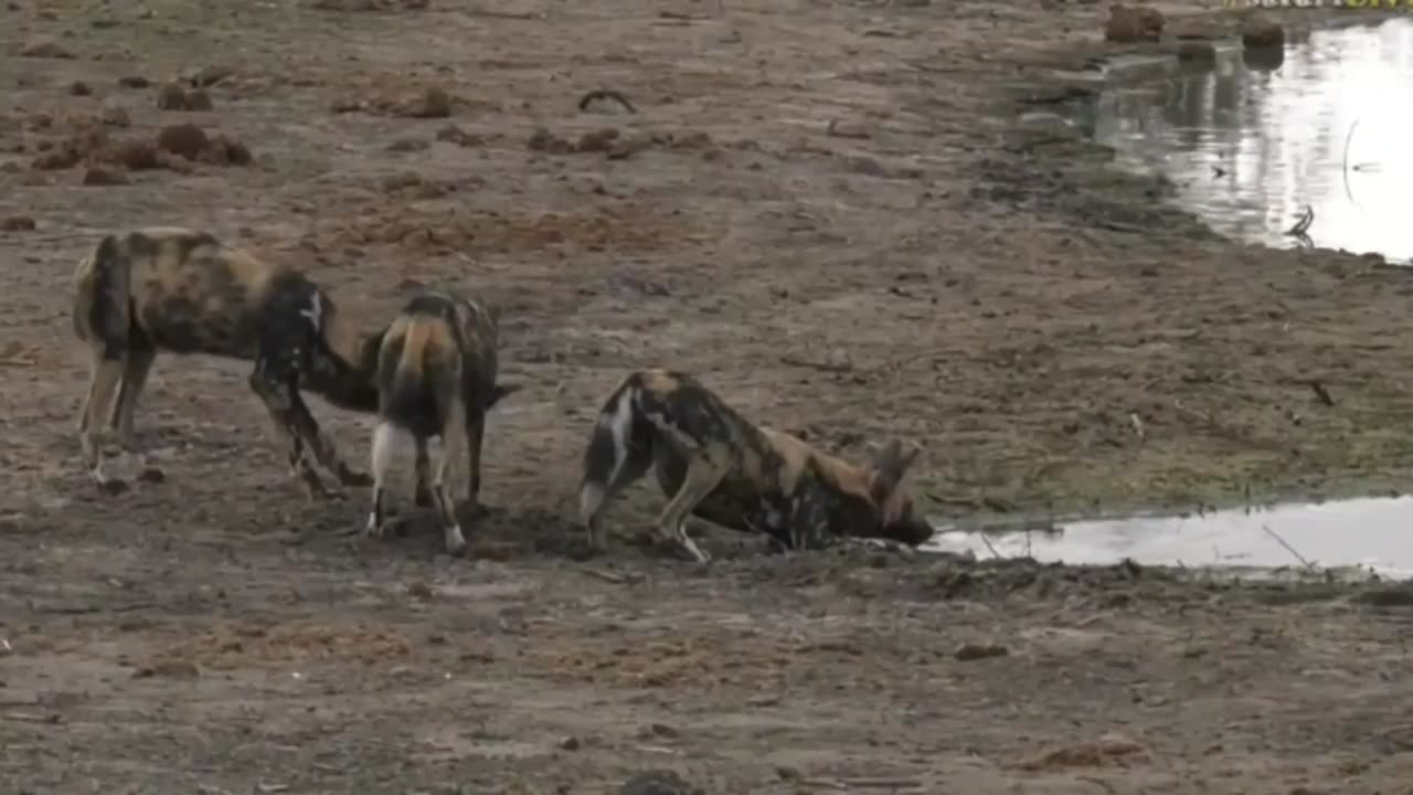 Wild Dogs the best hunter in Africa - short documentary