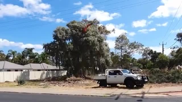 Tree Pulled Down With Trusty Ford