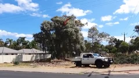 Tree Pulled Down With Trusty Ford