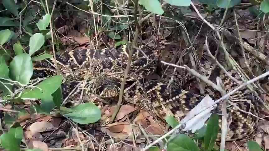 Bumped into this little guy this morning.