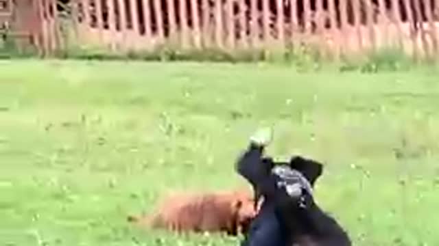 JJ dog checks on sis Jilly Labradoodle & toy Australian Shepard puppy lying in park field. 🥰 #short