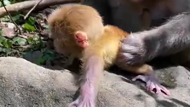 Cute Monkey China & Funny Love monkey| Animals Love