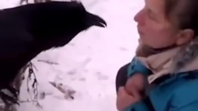 The smartest crow