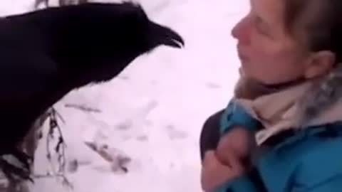 The smartest crow