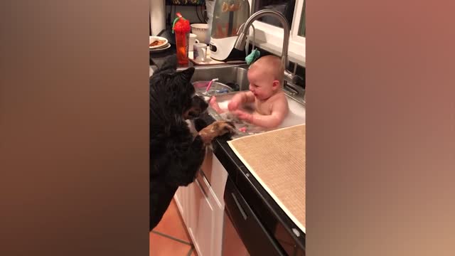 dogsandbabies Cute Babies Playing With Dogs Compilation | Funny Baby And Pets | shorts