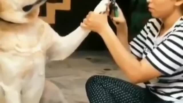 Hilarious dog trying to bend over backwards not to have his manicure, a must!