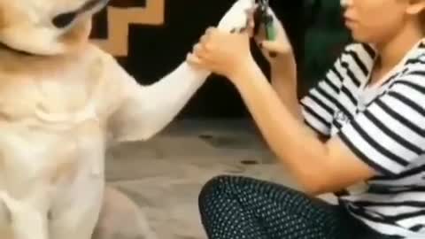 Hilarious dog trying to bend over backwards not to have his manicure, a must!