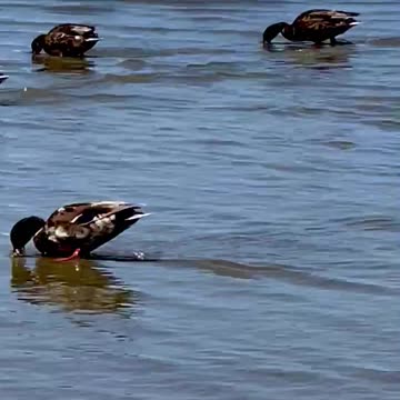 Ducks of Morro Bay