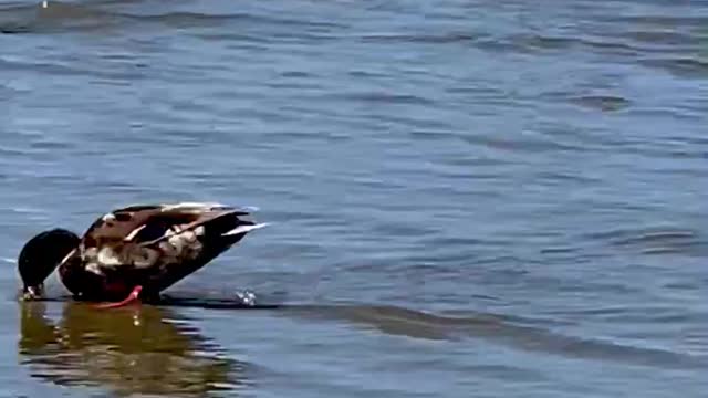 Ducks of Morro Bay