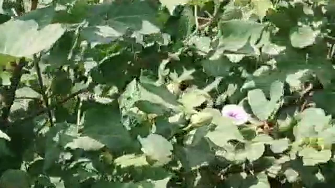 Hybrid Cotton C 51 Sanghar