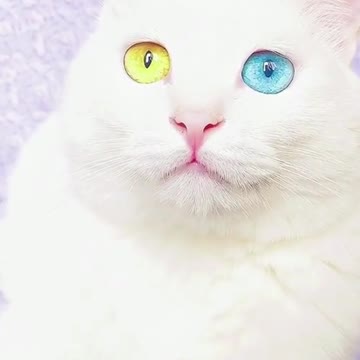 World Most Beautiful Cat Eyes | Cute Cats