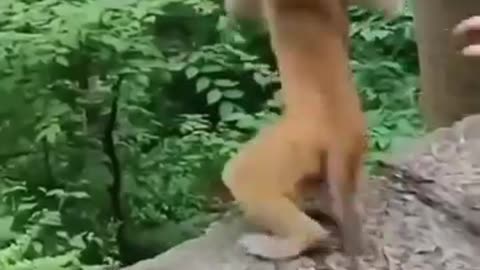 Naughty Monkey