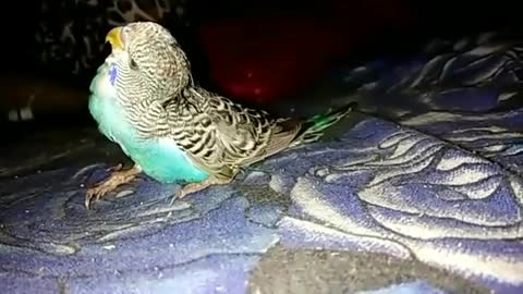 HELP PLEASE ! Whats Wrong With My Budgie