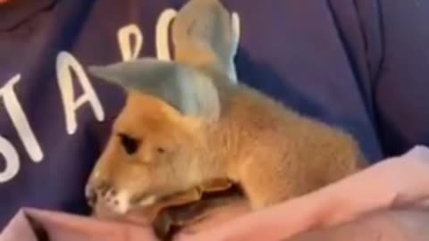 Baby Kangaroo Feel safe and Love Beautiful loving it 😍