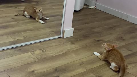 Kitten Realizing how Handsome he is looking in the Mirror