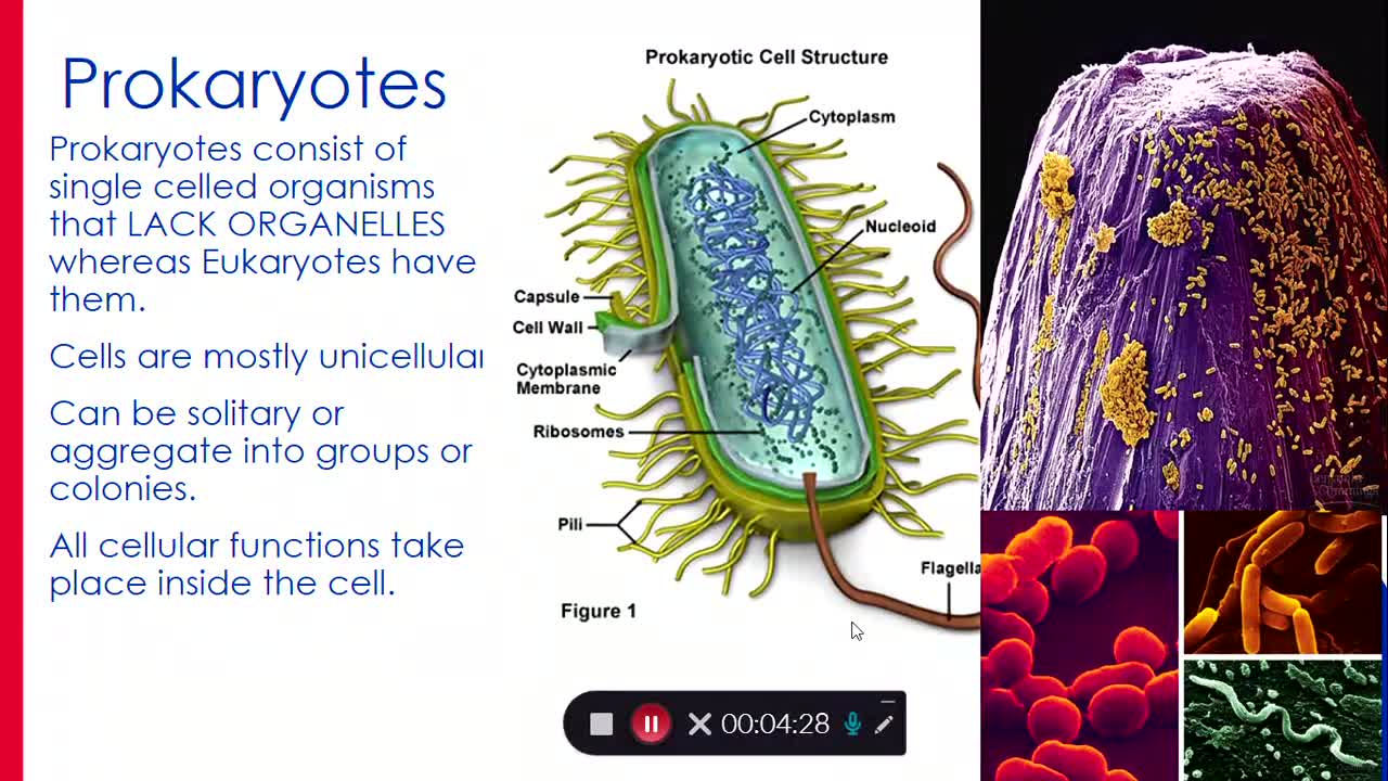 Evolution: Morphology and the Molecule