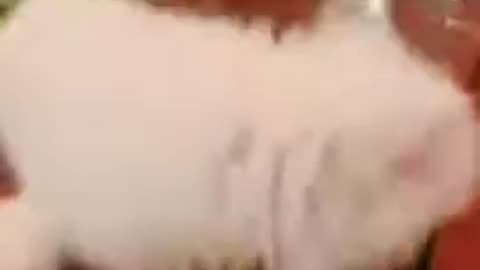 20180219文贵先生视频¹：Snow 也上桌了……