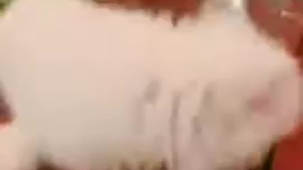 20180219文贵先生视频¹：Snow 也上桌了……