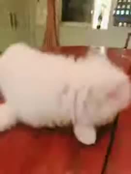 20180219文贵先生视频¹：Snow 也上桌了……