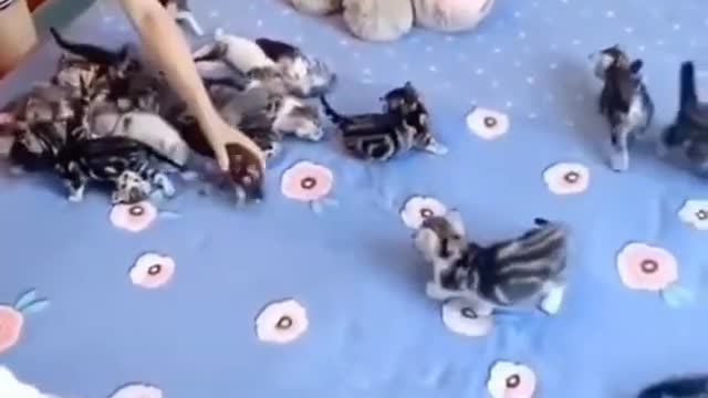 cute littens playing on adorable video