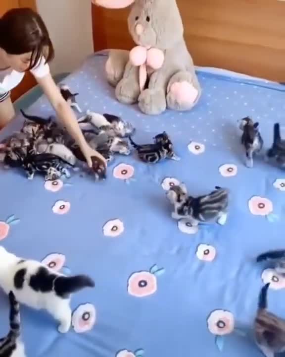 cute littens playing on adorable video