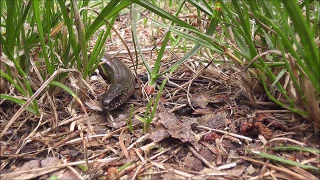 A Big Snake Roaming in the Ground