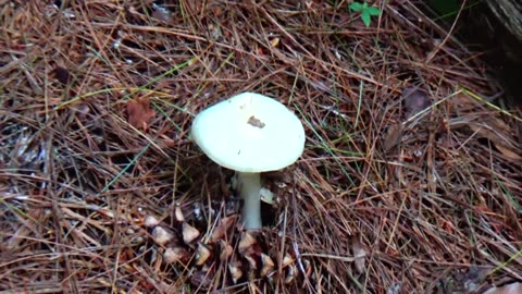 Mushroom