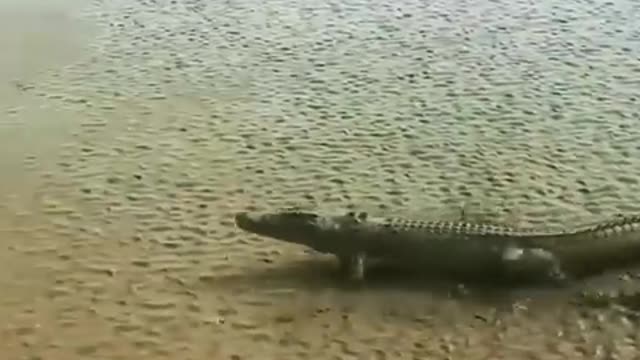 Incredible Crocodile Very fast