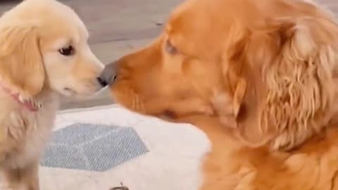 Dog funny and owner