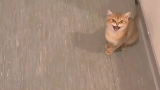 Cat having largest lungs